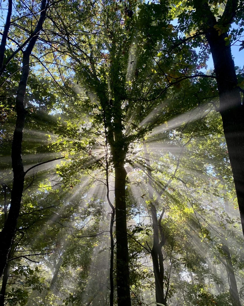 Sunlight streaming through a forest in soft rays